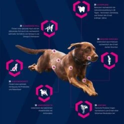 Eukanuba Adult Breed Specific Jack Russell Terrier -Günstiges Futter Leine Geschäft 3 icons generell eukanuba hund 6