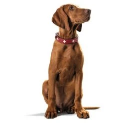 HUNTER Halsband Swiss 31 HUNTER Halsband Swiss -Günstiges Futter Leine Geschäft 404810 404811 hunter halsband swiss hs 04 8