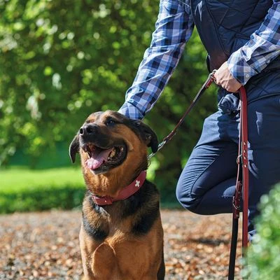 HUNTER Halsband Swiss 15 HUNTER Halsband Swiss – Bild 13