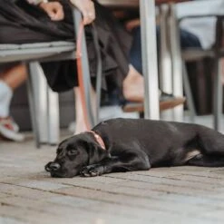 HUNTER Halsband Swiss 33 HUNTER Halsband Swiss -Günstiges Futter Leine Geschäft 404810 404811 hunter halsband swiss hs 07 2