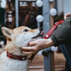 HUNTER Halsband Swiss 36 HUNTER Halsband Swiss -Günstiges Futter Leine Geschäft 404810 404811 hunter halsband swiss hs 10 8