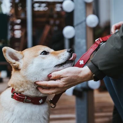 HUNTER Halsband Swiss 19 HUNTER Halsband Swiss – Bild 17