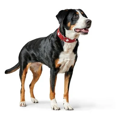 HUNTER Halsband Swiss 20 HUNTER Halsband Swiss – Bild 18