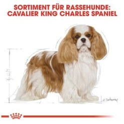 Royal Canin Cavalier King Charles Adult -Günstiges Futter Leine Geschäft 61124 rc cavalier king charles hs 05 0
