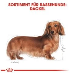 Royal Canin Dachshund Adult -Günstiges Futter Leine Geschäft 61135 rc dachshund hs 01 8
