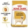 Royal Canin Labrador Retriever Adult -Günstiges Futter Leine Geschäft 61151 rc labrador retriever hs 01 2
