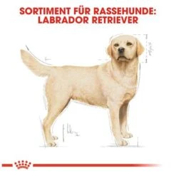 Royal Canin Labrador Retriever Adult 14 Royal Canin Labrador Retriever Adult -Günstiges Futter Leine Geschäft 61151 rc labrador retriever hs 06 8