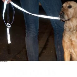 Trixie Set: Halsband Pfoten Silver Reflect + Hundeleine -Günstiges Futter Leine Geschäft 61857 trixie vleinepfoten4 1