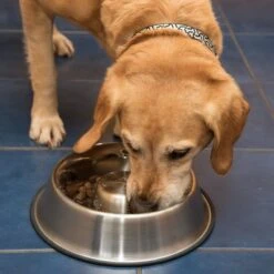 Antischling Napf Edelstahl -Günstiges Futter Leine Geschäft 66349 antischlingnapf fg 1008 7