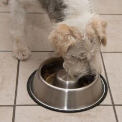 Antischling Napf Edelstahl -Günstiges Futter Leine Geschäft 66523 antischlingnapf fg 0988 4