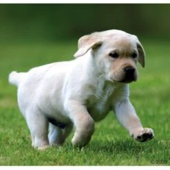 Sparpaket Rocco Junior 24 X 400 G 16 Sparpaket Rocco Junior 24 X 400 G -Günstiges Futter Leine Geschäft 66874 rocco welpe 1