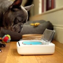 SureFeed Luftdichte Futterschale -Günstiges Futter Leine Geschäft 69308 surefeed luftdichte futterschale hs 06 3