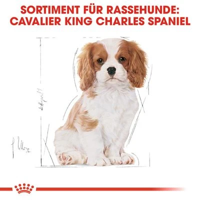 Royal Canin Cavalier King Charles Puppy 7 Royal Canin Cavalier King Charles Puppy – Bild 5