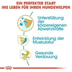 Royal Canin Boxer Puppy -Günstiges Futter Leine Geschäft 84598 rc breed boxer puppy hs 03 1