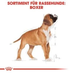 Royal Canin Boxer Puppy -Günstiges Futter Leine Geschäft 84598 rc breed boxer puppy hs 04 6