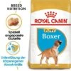 Royal Canin Boxer Puppy 1 Royal Canin Boxer Puppy -Günstiges Futter Leine Geschäft 84598 rc breed boxer puppy mainpic 3