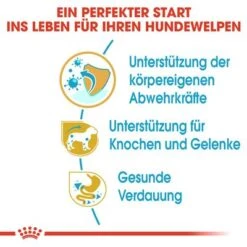 Royal Canin Dachshund Puppy 12 Royal Canin Dachshund Puppy -Günstiges Futter Leine Geschäft 84603 rc breed dachshund puppy hs 03 4