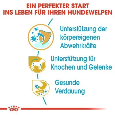 Royal Canin Dachshund Puppy 6 Royal Canin Dachshund Puppy – Bild 4