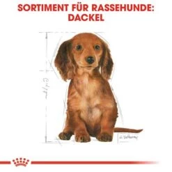 Royal Canin Dachshund Puppy 13 Royal Canin Dachshund Puppy -Günstiges Futter Leine Geschäft 84603 rc breed dachshund puppy hs 04 6
