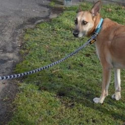 Julius K9 JULIUS-K9 IDC® Tau-Leineneu -Günstiges Futter Leine Geschäft 89141 juliusk9 idcropeleash hs 08 0