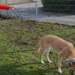 Julius K9 JULIUS-K9 IDC® Verstellbare Tau-Leine -Günstiges Futter Leine Geschäft 89698 juliusk9 idcadjustableropeleash hs 13 2