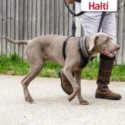 Halti No Pull Harness Trainingsgeschirr -Günstiges Futter Leine Geschäft 92496 92497 halti front control trainingsgeschirr hs 06 7