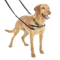 Halti Trainingsleine 15 Halti Trainingsleine -Günstiges Futter Leine Geschäft 94508 coa halti trainingsleine hs3 8