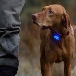 Ruffwear The Beacon™ Safety Light -Günstiges Futter Leine Geschäft 99714 accapi ruffwear the beacon safety light hs 13 5