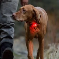 Ruffwear The Beacon™ Safety Light -Günstiges Futter Leine Geschäft 99714 accapi ruffwear the beacon safety light hs 15 7