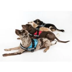 Julius K9 JULIUS-K9® Powergeschirr - Anthrazit -Günstiges Futter Leine Geschäft juliusk9 powergeschirr 4 farben 3