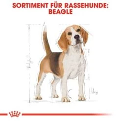 Royal Canin Beagle Adult -Günstiges Futter Leine Geschäft rc bhn beagle cv eretailkit 1 de de 6