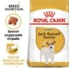 Royal Canin Jack Russell Terrier Adult