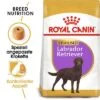 Royal Canin Labrador Retriever Adult Sterilised -Günstiges Futter Leine Geschäft rc bhn labradorsterilised mv eretailkit de de 6