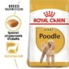 Royal Canin Poodle Adult -Günstiges Futter Leine Geschäft rc bhn poodle mv eretailkit de de 6