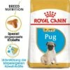 Royal Canin Pug Puppy -Günstiges Futter Leine Geschäft rc bhn puppypug mv eretailkit de de 1