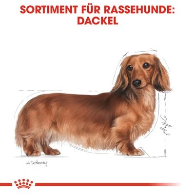 Nassfutter Als Ergänzung Zu Royal Canin Dachshund Adult 5 Nassfutter Als Ergänzung Zu Royal Canin Dachshund Adult – Bild 3