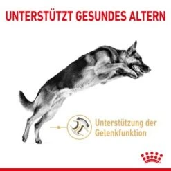 Royal Canin German Shepherd Adult 5+ -Günstiges Futter Leine Geschäft rc spt dry germshep5 cv 1 de de 4