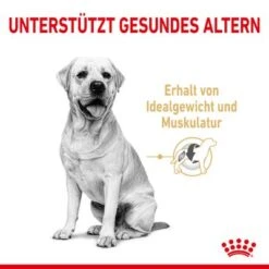 Royal Canin Labrador Retriever Adult 5+ -Günstiges Futter Leine Geschäft rc spt dry lab5 cv 1 de de 0