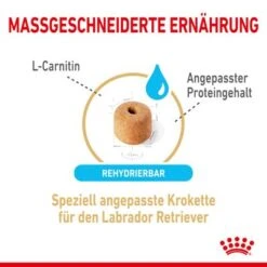 Royal Canin Labrador Retriever Adult 5+ -Günstiges Futter Leine Geschäft rc spt dry lab5 cv 2 de de 0