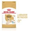 Royal Canin Labrador Retriever Adult 5+ -Günstiges Futter Leine Geschäft rc spt dry lab5 mv 1 de de 3
