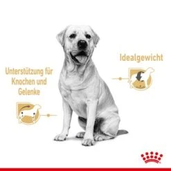 Nassfutter Als Ergänzung Zu Royal Canin Labrador Retriever Adult -Günstiges Futter Leine Geschäft rc spt wet labad cv 1 de de 9