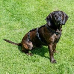 TIAKI Sicherheitsgeschirr Reflectneu -Günstiges Futter Leine Geschäft tiaki safety harness reflect mit hunden fg 3561 4