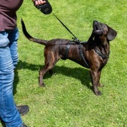 TIAKI Sicherheitsgeschirr Reflectneu -Günstiges Futter Leine Geschäft tiaki safety harness reflect mit hunden fg 3581 1