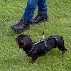 TIAKI Sicherheitsgeschirr Reflectneu -Günstiges Futter Leine Geschäft tiaki safety harness reflect mit hunden fg 3616 6