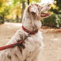 Nomad Tales Blush Hundeleine, Rosé 21 Nomad Tales Blush Hundeleine, Rosé -Günstiges Futter Leine Geschäft v325600 325601 nomadtales blush hundeleine rose hs 09 2